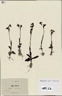 spécimen de Ophrys lutea