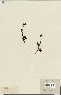 spécimen de Ophrys lutea