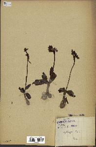 spécimen de Ophrys lutea