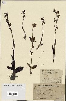 spécimen de Ophrys lutea