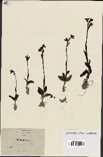 spécimen de Ophrys lutea