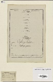 spécimen de Ophrys lutea