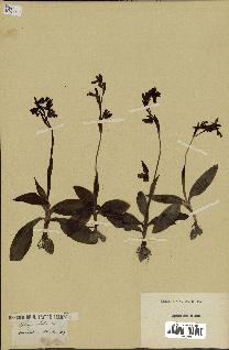 spécimen de Ophrys lutea