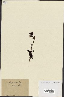 spécimen de Ophrys lutea