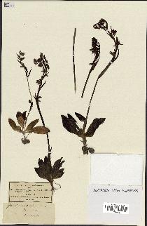 spécimen de Ophrys lutea