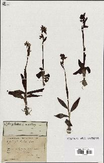 spécimen de Ophrys lutea