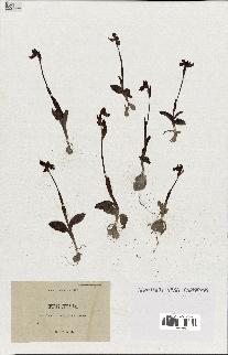 spécimen de Ophrys lutea