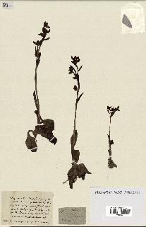 spécimen de Ophrys lutea