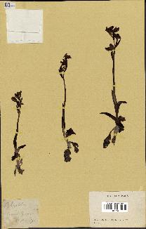 spécimen de Ophrys lutea