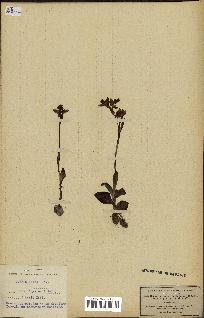 spécimen de Ophrys lutea