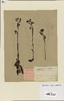 spécimen de Ophrys lutea