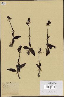 spécimen de Ophrys lutea