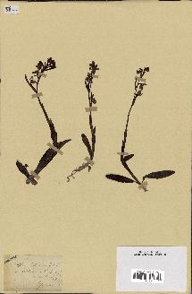 spécimen de Ophrys lutea