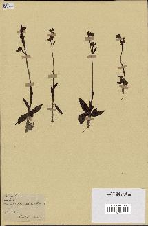 spécimen de Ophrys lutea