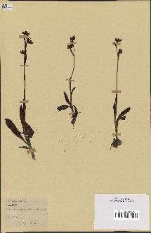 spécimen de Ophrys lutea