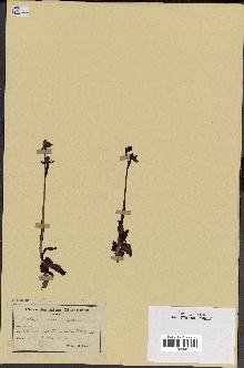 spécimen de Ophrys lutea
