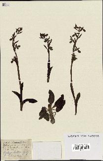 spécimen de Ophrys lutea