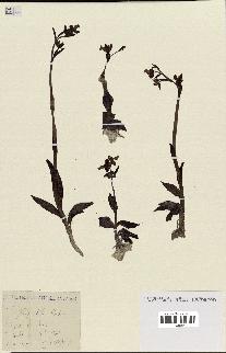 spécimen de Ophrys lutea