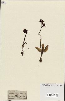 spécimen de Ophrys lutea