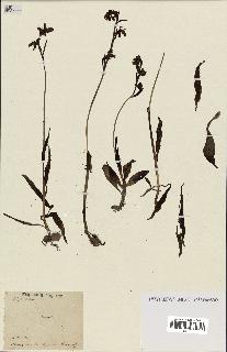 spécimen de Ophrys lutea