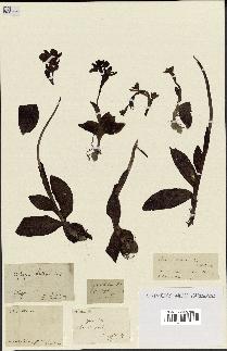 spécimen de Ophrys lutea