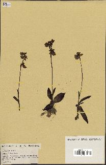 spécimen de Ophrys lutea