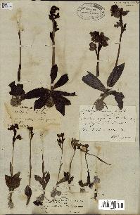 spécimen de Ophrys lutea
