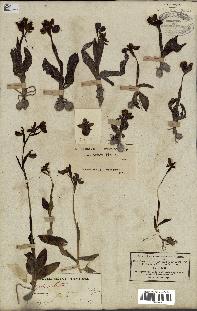 spécimen de Ophrys lutea