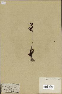 spécimen de Ophrys lutea