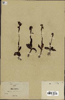 spécimen de Ophrys lutea