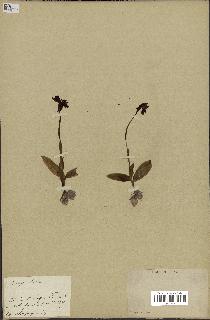 spécimen de Ophrys lutea
