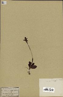 spécimen de Ophrys lutea