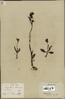 spécimen de Ophrys lutea