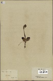 spécimen de Ophrys lutea