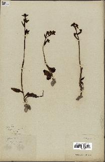 spécimen de Ophrys lutea