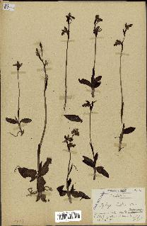 spécimen de Ophrys lutea