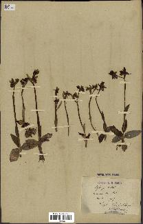 spécimen de Ophrys lutea