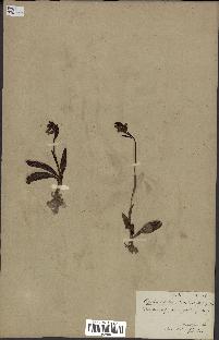 spécimen de Ophrys lutea