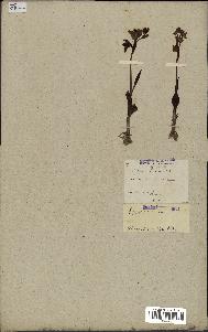 spécimen de Ophrys lutea