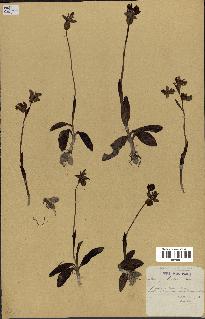 spécimen de Ophrys lutea