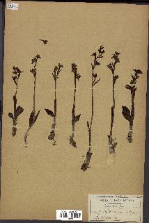 spécimen de Ophrys lutea