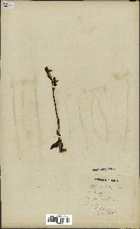 spécimen de Ophrys lutea