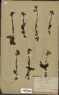 spécimen de Ophrys lutea