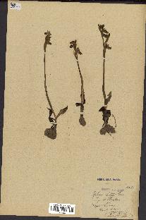 spécimen de Ophrys lutea
