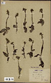 spécimen de Ophrys lutea