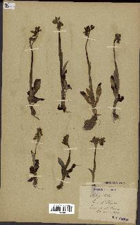 spécimen de Ophrys lutea