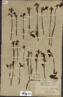 spécimen de Ophrys lutea