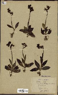 spécimen de Ophrys lutea