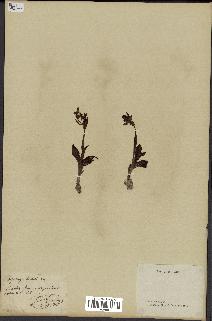 spécimen de Ophrys lutea