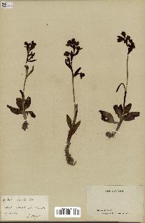 spécimen de Ophrys lutea